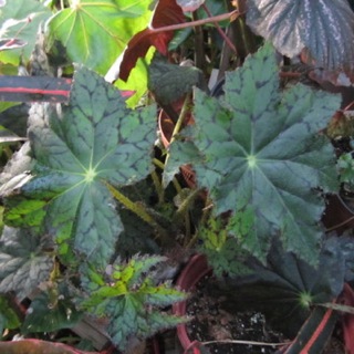 B. ‘Sea Mist’